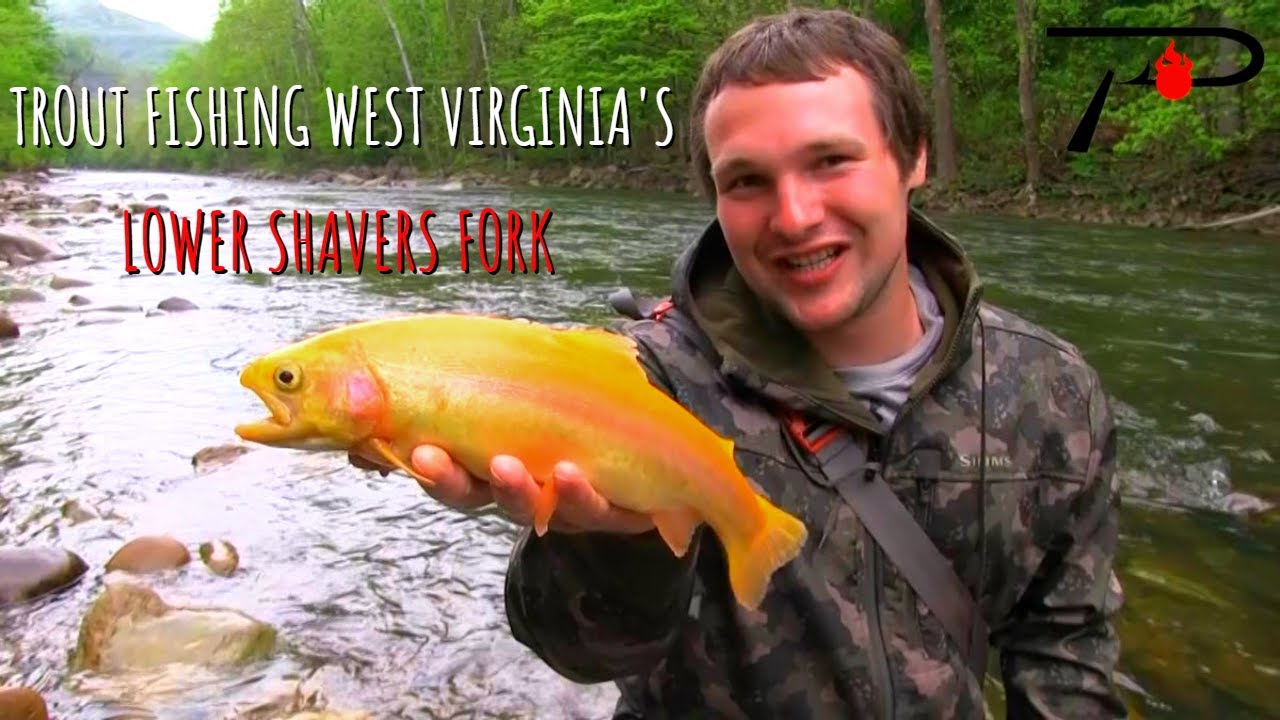 Trout Fishing West Virginia's Shavers Fork - YouTube