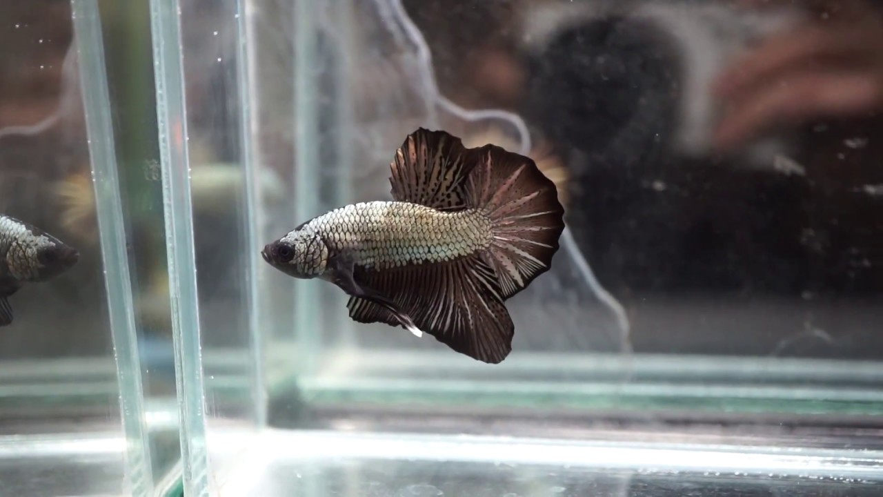 DRAGON BLACK COPPER Halfmoon Plakat HMPK (Male) Betta YouTube