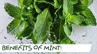 Discover the Incredible Health Benefits of Mint Leaves: From Digestive Aid to Respiratory Support screenshot 2