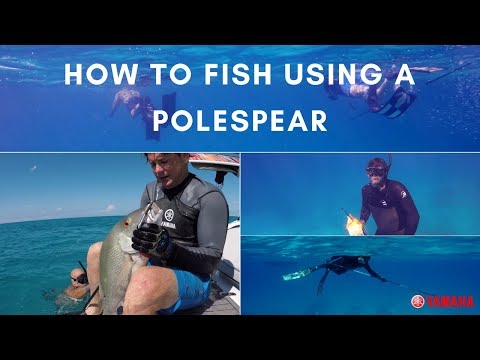 How To Spearfish Using A Polespear