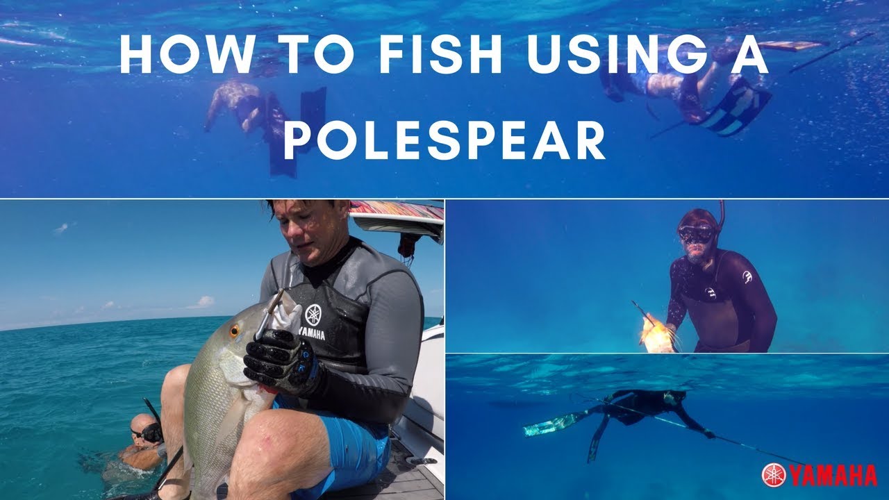 How To Spearfish Using A Polespear 