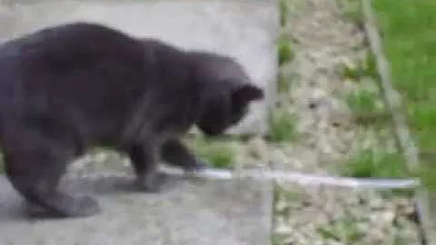 Watch the video about British blue mix