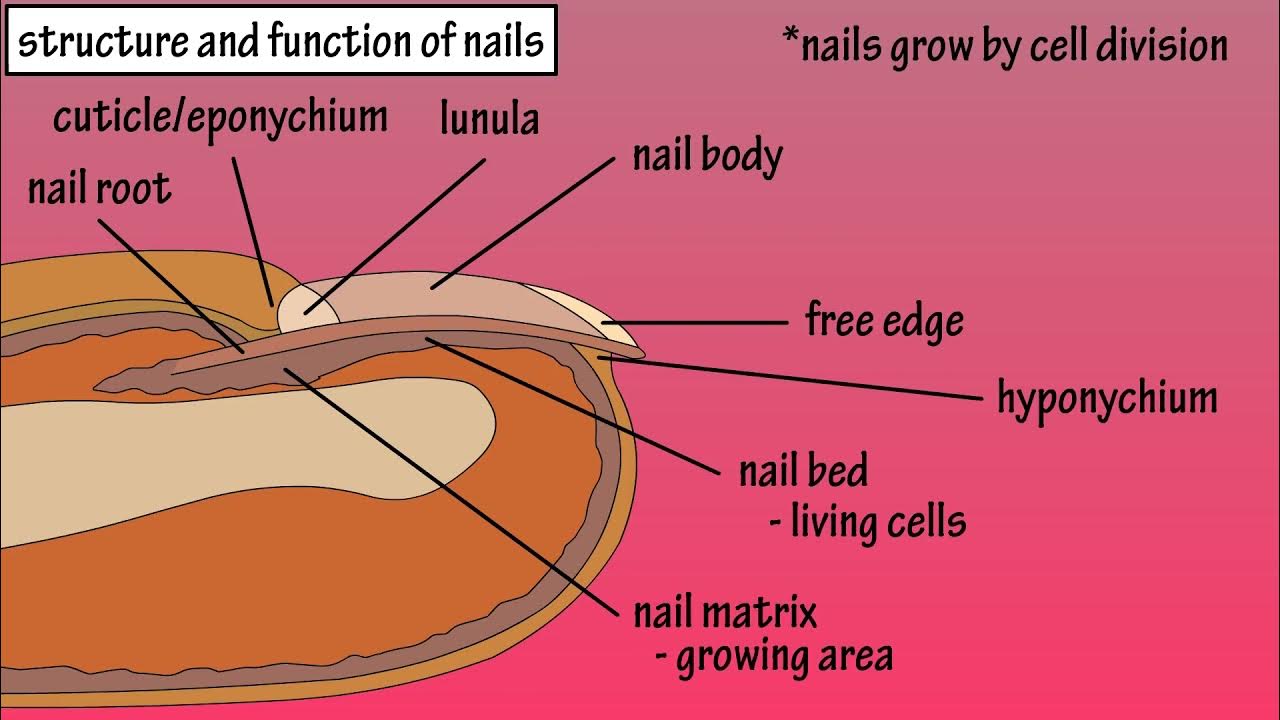Structure Of Nails Function Of Nails Anatomy Of Nails Why Do We
