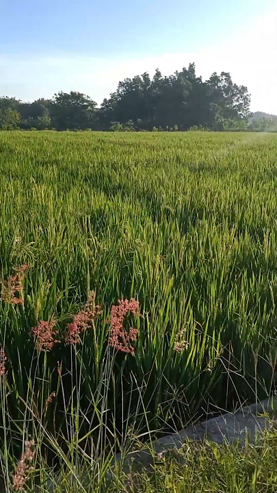 pemandangan sawah di pagi hari #video #kebonndeso84
