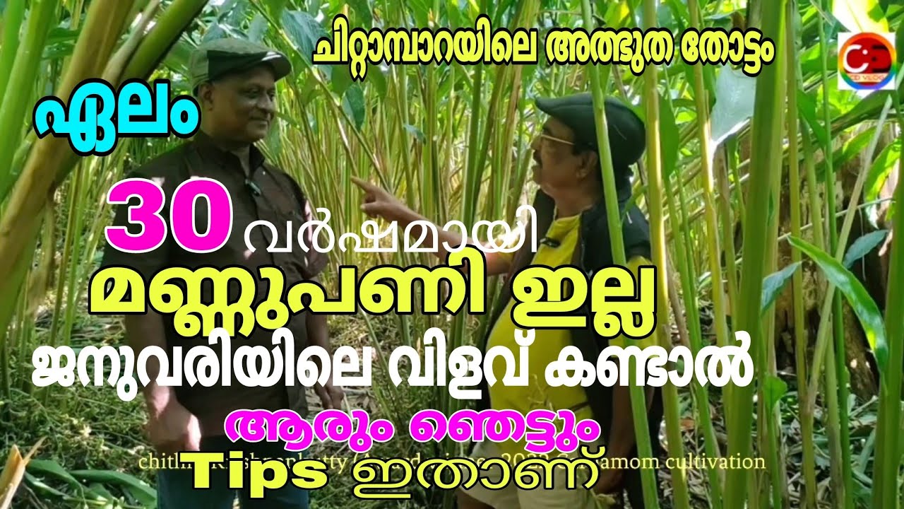 ഏലം /  ചിറ്റാമ്പാറയിലെ അത്ഭുത ഏല തോട്ടം / ജനുവരിയിലും നിറവിളവ് / ശാസ്ത്രീയ പരിചരണം / Tips ഇതാണ് /