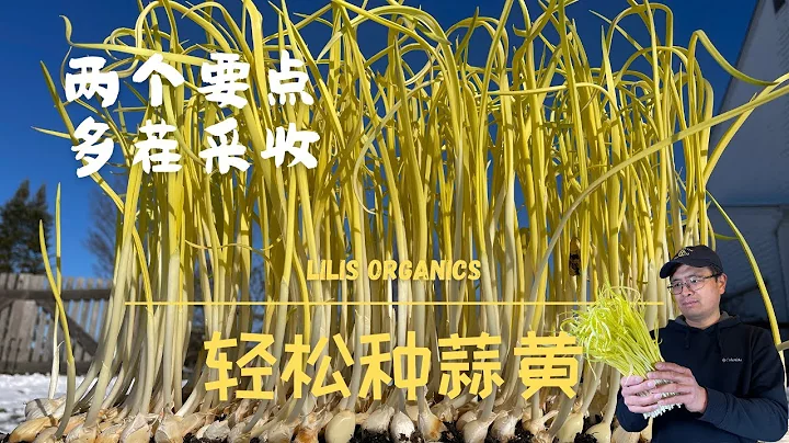 輕鬆種蒜黃，兩個要點，一項增強，多茬採收 | How to grow blanched garlic leaves - 天天要聞