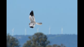 Montagu's Harrier