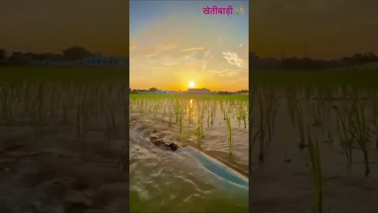 #youtubeshortsfarming