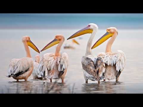 Pelikan / Hayvanları Tanıyalım