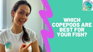 Which Copepod Type is BEST for your Fish?