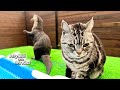 A Cat Being Inspired by an Otter [Otter Life Day 821]