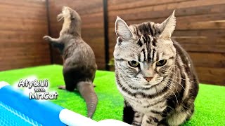 A Cat Being Inspired by an Otter [Otter Life Day 821]