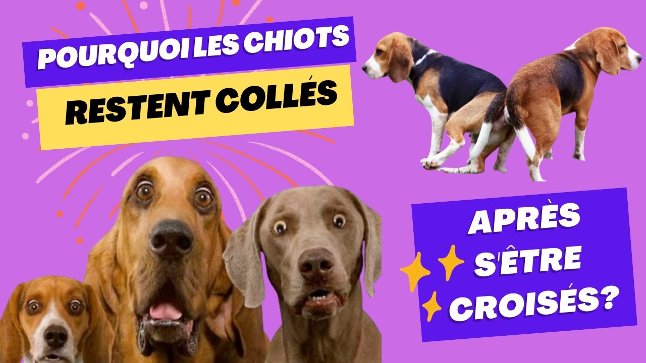 POURQUOI LES CHIOTS RESTENT COLLÉS APRÈS S'ÊTRE CROISÉS? - YouTube