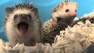 Baby Hedgehog Yawns (HD) (Original)