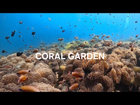 Coral garden, Tulamben, Bali 🇮🇩