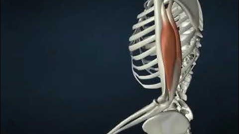 Action of Triceps muscle