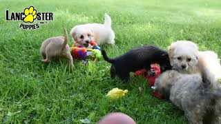 Chi-Poo Puppies
