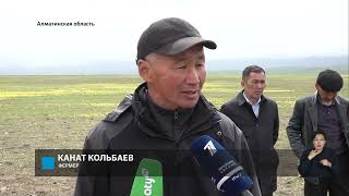 Прожорливые вредители: с нашествием червей столкнулись фермеры Алматинской области