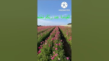 ما تيسر من سورة الزمر/ الشيخ فارس عباد