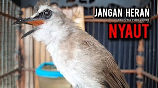 trucukan gacor TARUNG ROPEL PANJANG pancingan trucukan agar bunyi jadikan burung trucuk gacor EMOSI