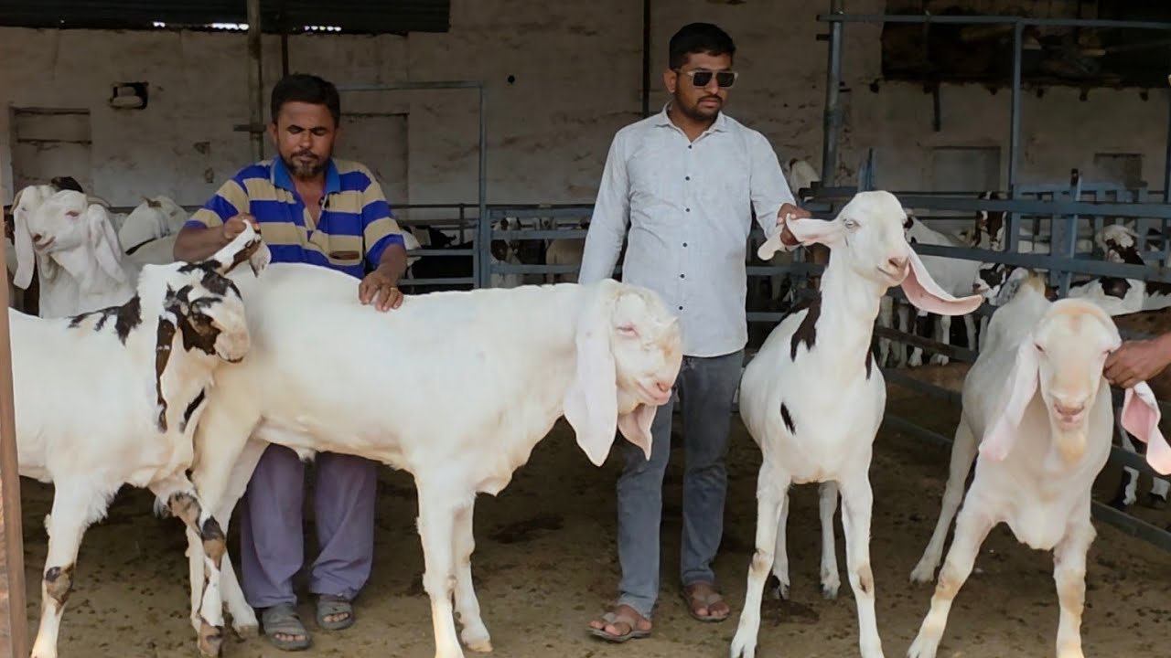Pipad Ka 2026 Ka Sabse Heavy Aur Shandaar Collection | Imran Bhai Goat Farm Pipad Jodhpur Rajasthan.