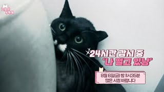 #shorts) 24시간 감시 중 '나 떨고 있냥' 예고편_8월 6일 (금)_밤 11시 35분