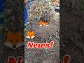 Nächtlicher Besuch vom 🦊 Fuchs? Dachgarten- News!