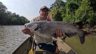 Skipjack Versus Shad in the Oconee River