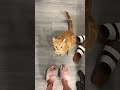 "Cats Who Think They’re Ninja Warriors #NinjaCats #FunnyFails"