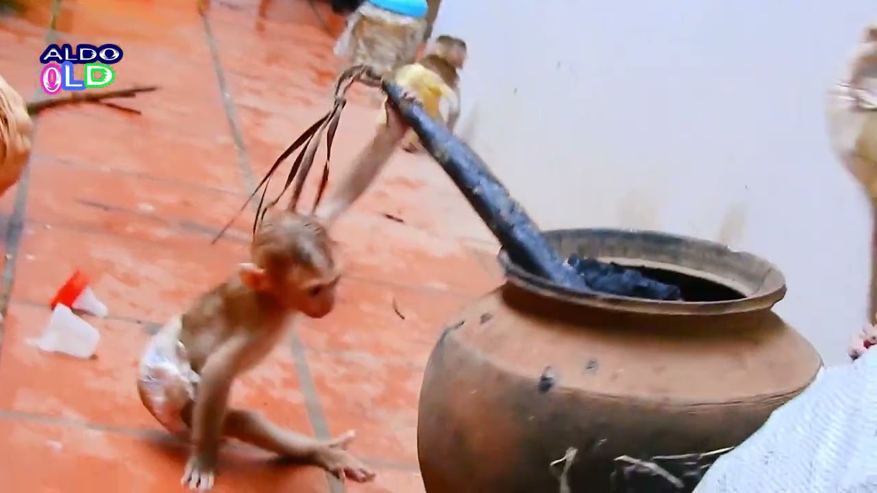 Monkey ALDO,CLARE ,AVA living in very happy life Play, Play Naturally 