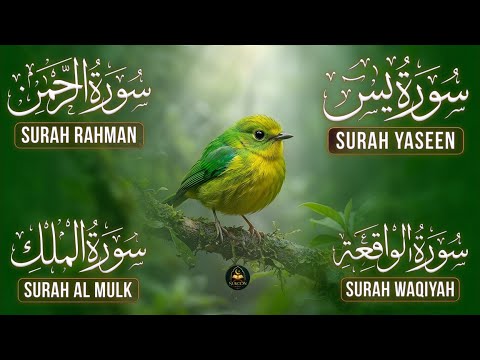 Surah Yasin | Surah Rahman | Surah Waqia | Surah Mulk | Full HD | Sukoon ayah| Alaa Aqel