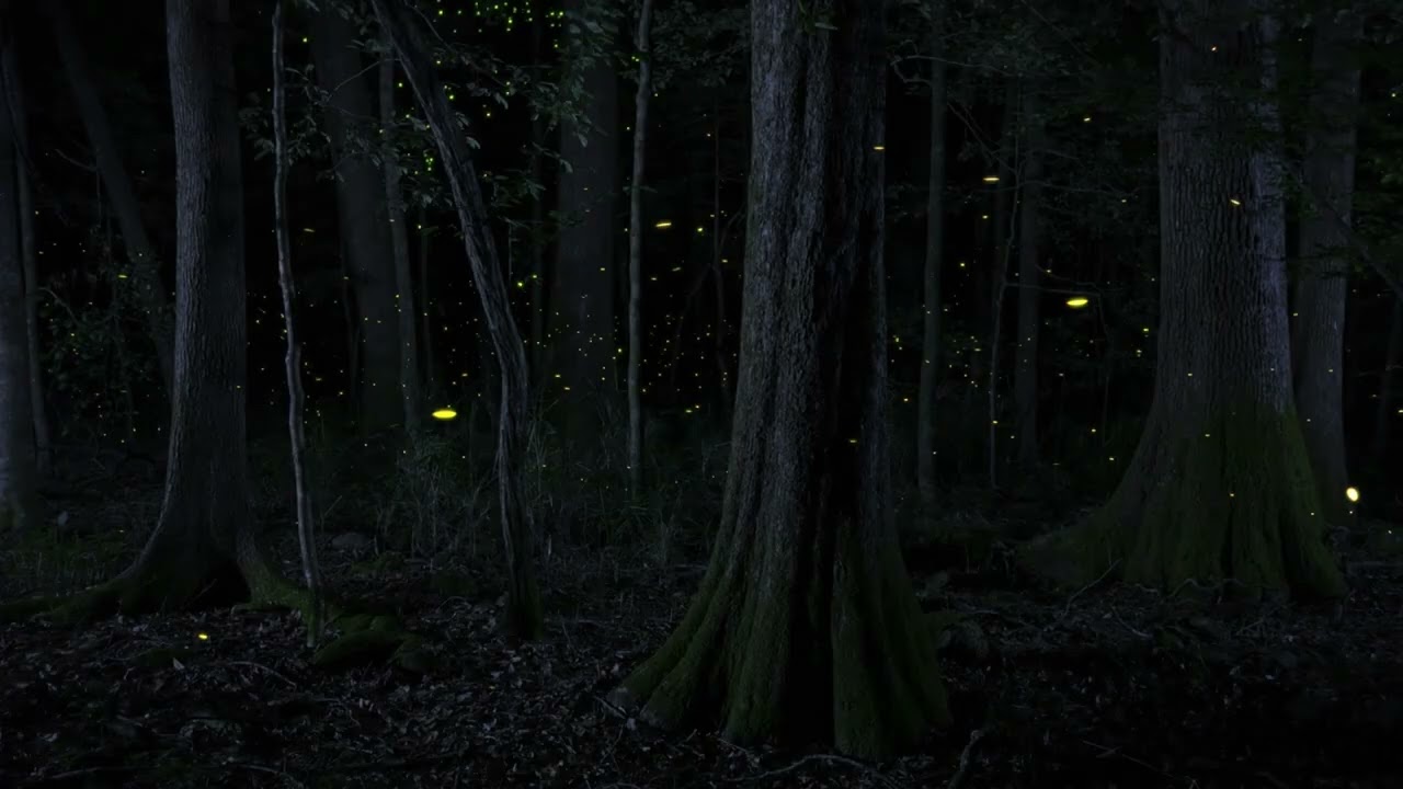 Why Do Fireflies Glow at Night?