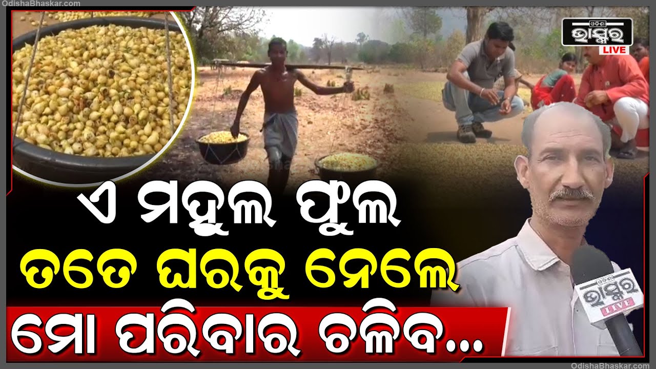 ମହୁଲଫୁଲ ୫ରୁ୧୦ ଟଙ୍କା ବିକ୍ରି କରି ପରିବାର ପ୍ରତିପୋଷଣ କରୁଛନ୍ତି ଆଦିବାସି ଲୋକେ