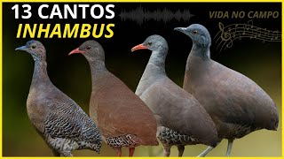 13 Cantos De Aves Inhambus Que &quot;TRAZEM LEMBRANÇAS e SAUDADES&quot; Da ROÇA!