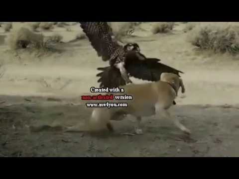 Eagle Vs Dog Youtube