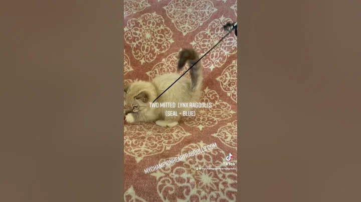 Video 2219521: blue lynx mitted, lynx male, lynx female