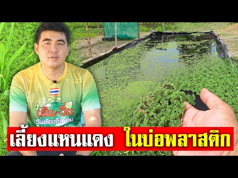 เลี้ยงแหนแดง วิธีเพาะเลี้ยง