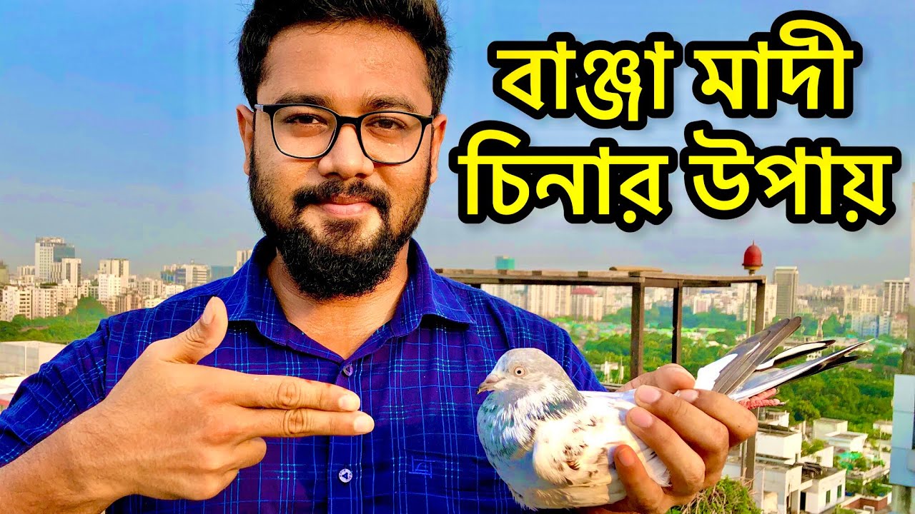 বাঞ্জা কবুতর চেনার সহজ উপায় Banja kobutor Chenar Sohoj Upay  