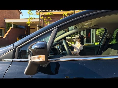 Video: Honden Achtergelaten In Rennende Auto Rijden Winkelpui Binnen