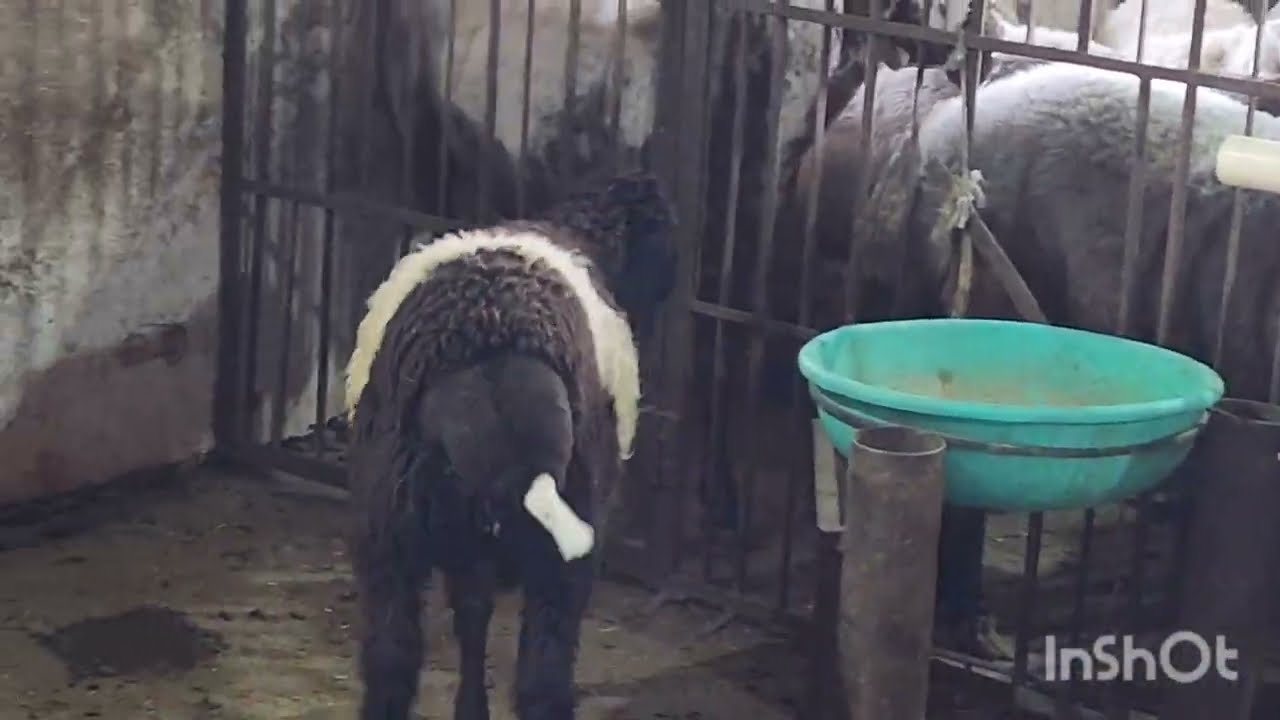 masallah quality  nagware 4 month for sell