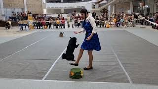 Ballo con il cane. Voronezh, Russia