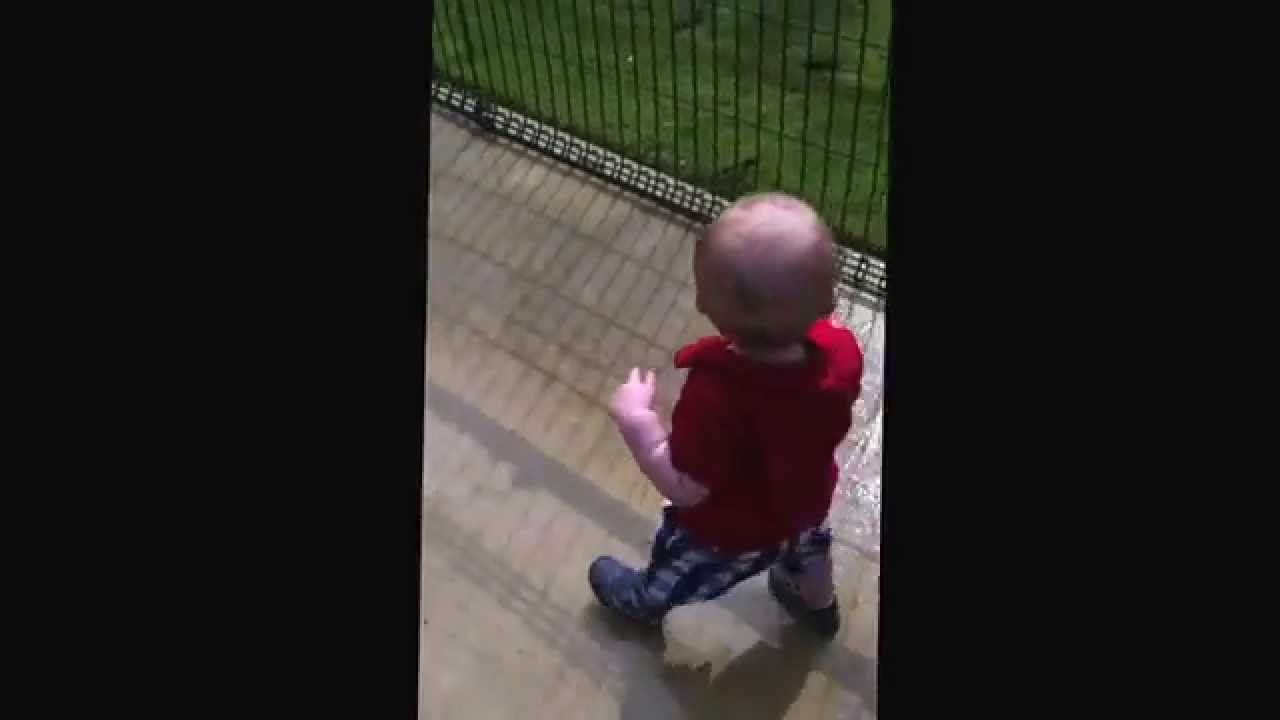 Mini zoo donegal YouTube