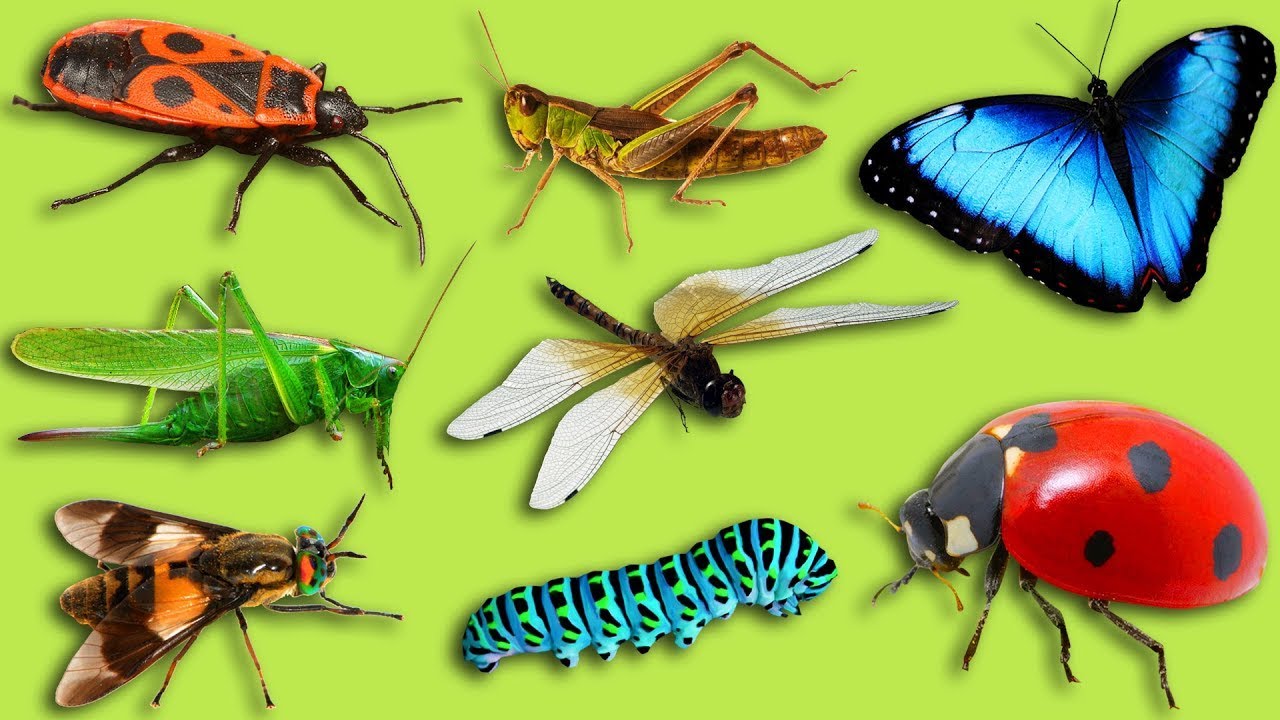 Карточки Домана | Учим насекомых и их звуки | Учим названия и голоса ...