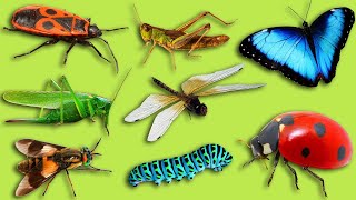 Карточки Домана | Учим насекомых и их звуки | Учим названия и голоса насекомых для малышей