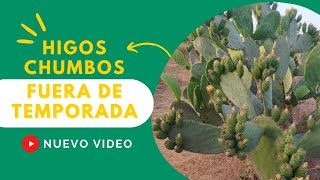 Higos chumbos después de temporada ho tardíos