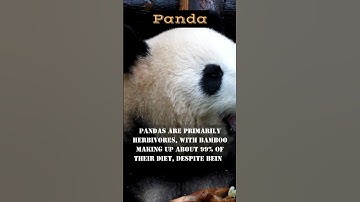 Pandas are not true carnivores#animals#wildlife #shorts