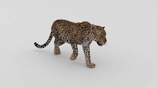 Leopard walk cycle animation