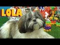 LOLA GANHA PRESENTES - NOVO ! Cachorrinha Lola ganha brinquedos da tia Cris #LOLA  #EUAMOALOLA