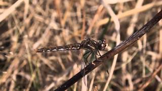 Variegated Meadowhawk (Sympetrum corruptum)