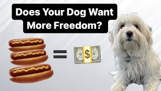 How To Give Your Dog More Freedom